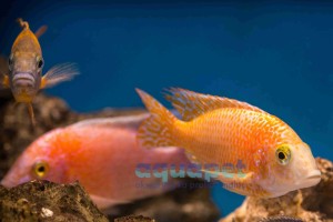 Aulonocara fire fish 4-6 cm