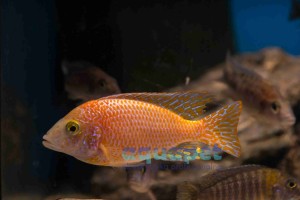 Aulonocara fire fish powyżej 9 cm