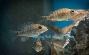 Aulonocara rubin red 4-6 cm