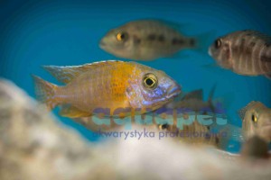 Aulonocara rubin red 6-7 cm