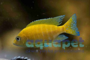 Aulonocara stuartgranti Maleri 4-6 cm