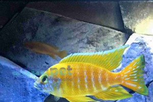 Aulonocara stuartgranti Maleri powyżej 9 cm 