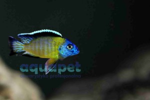 Aulonocara steveni ,,Usisya” powyżej 9 cm