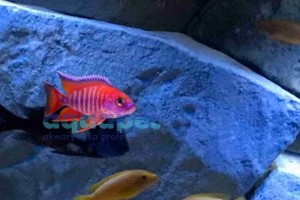 Aulonocara eureka red 4-6 cm