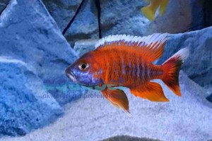 Aulonocara eureka red powyżej 9 cm