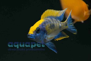 Otopharynx lithobates 6-10 cm