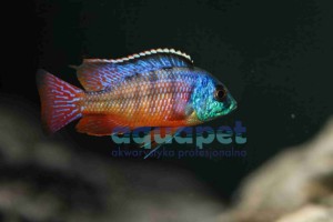 Protomelas taeniolatus red empress 5-7 cm