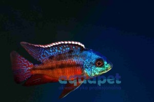 Protomelas taeniolatus red empress powyżej 7 cm