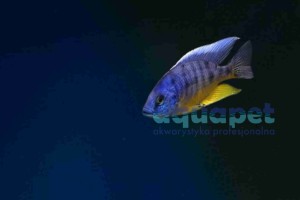 Protomelas sp. spilonotus tanzania 2-5 cm