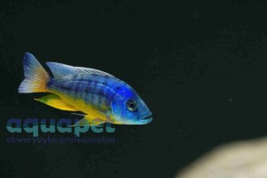 Protomelas sp. spilonotus tanzania powyżej 9cm