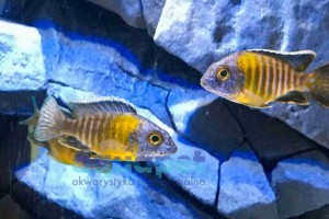 Aulonocara stuartgranti maulana powyżej 9 cm