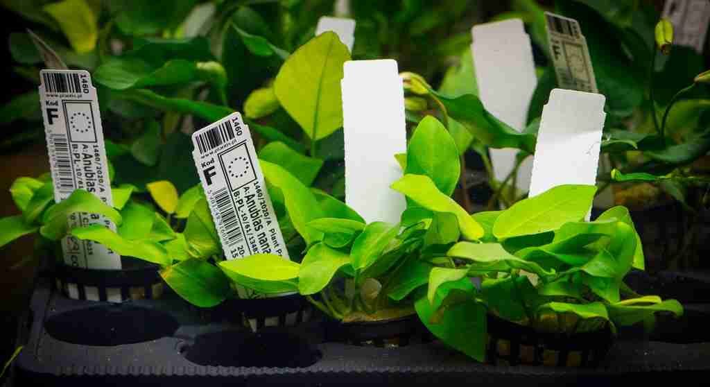 anubias roslina akwariowa nana
