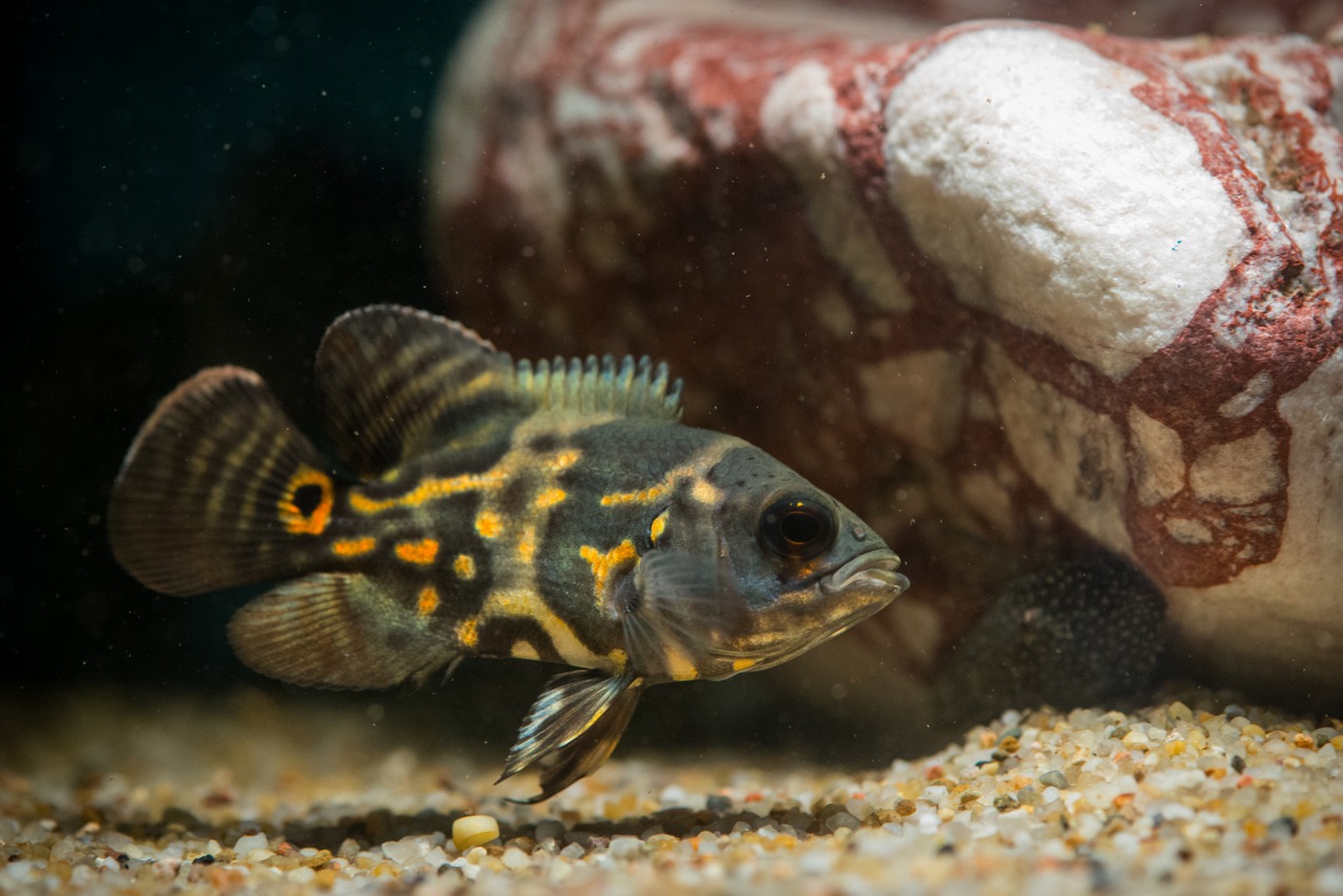 Pielęgnica pawiooka – wyjątkowa ryba, o wyjątkowych potrzebach