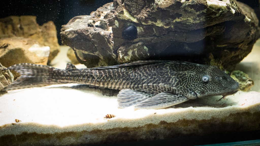 Jak dobrać ekipę sprzątającą do akwarium? Oto stworzenia, które zrobią porządek z glonami i gnijącym pokarmem!