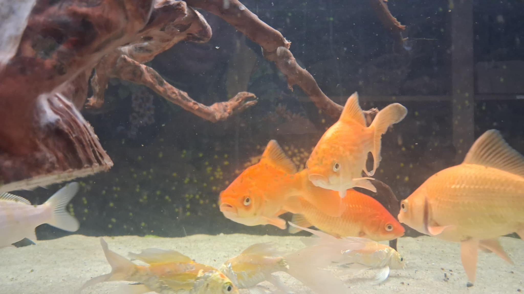 Jak pozbyć się glonów z akwarium? Podpowiadamy!