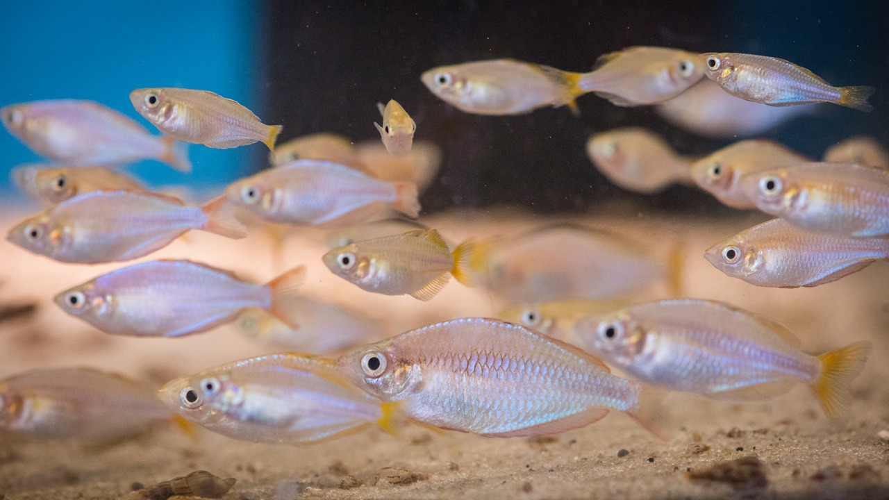 Tęczanki – wyjątkowe ryby o wyjątkowych wymaganiach