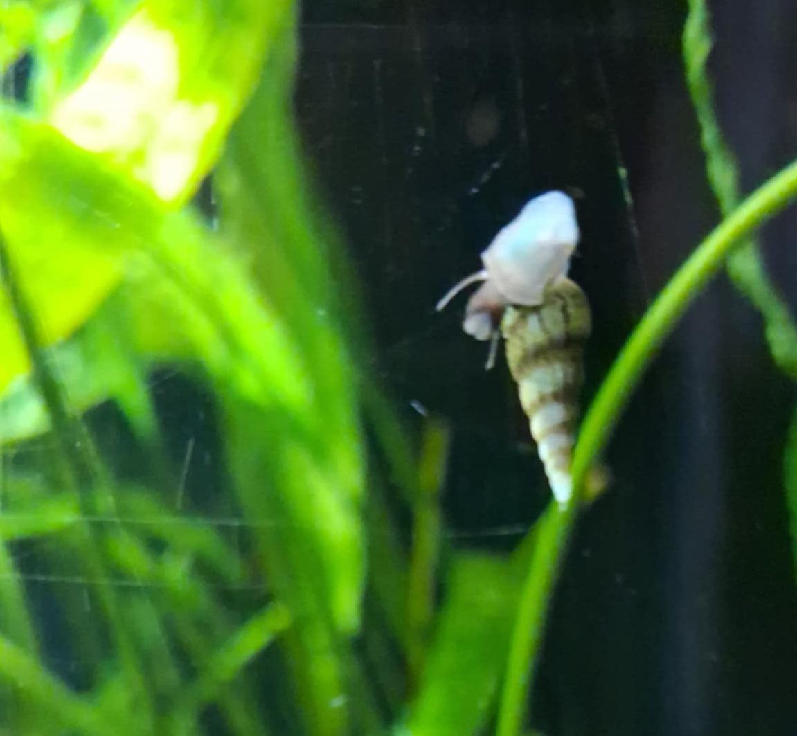 Plaga ślimaków w akwarium – jak się z nią uporać?