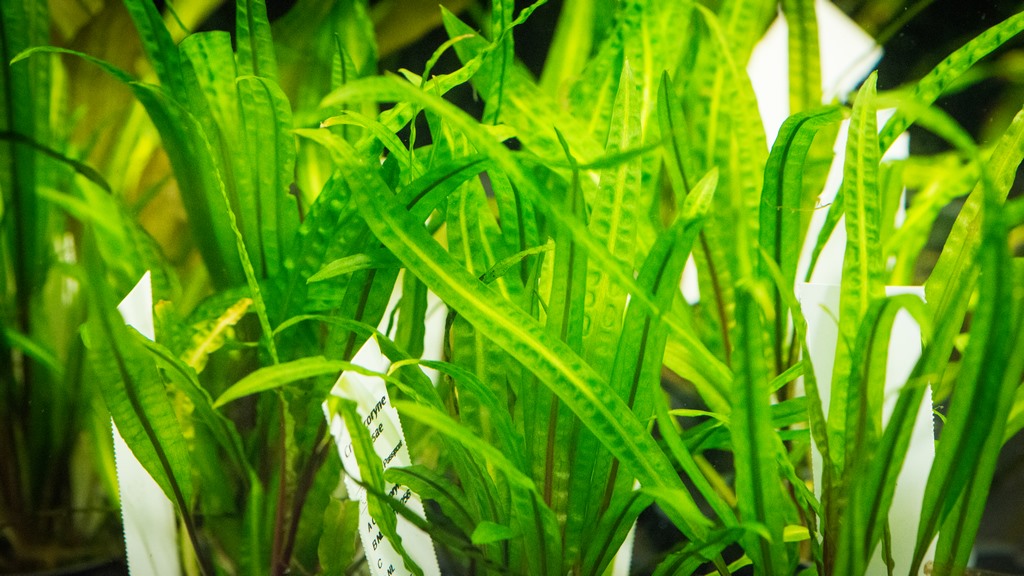 Trwałe i odporne na zmiany parametrów wody – oto rośliny akwariowe, które poradzą sobie w każdym zbiorniku!